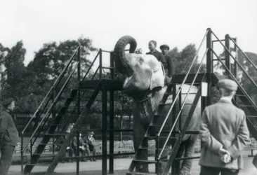 Syed Ali trainiert Indiarani, während andere Mitarbeiter und Pfleger zuschauen, Londoner Zoo, Juni 1922